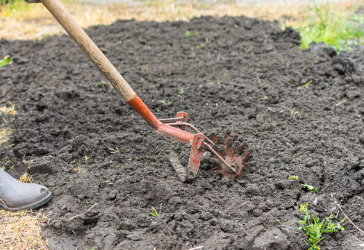 cultivation of the dug-up land with a cultivator