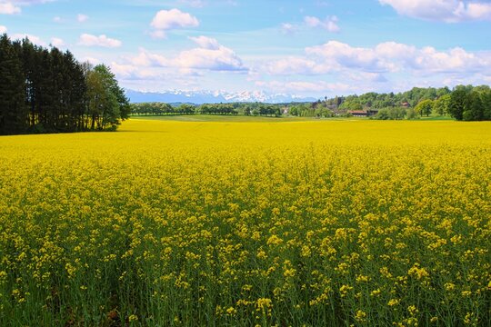 A field of blossoming rape plants in spring in Bavaria