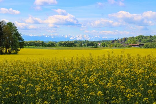 A field of blossoming rape plants in spring in Bavaria