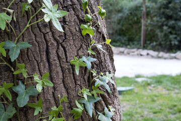 Edera su albero