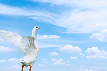 white goose standing with wings spread white blue sky background,seagull in flight