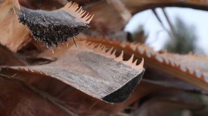 Close-up old palm tree after the sunset. Sharpy palm tree background texture pattern on the dark background