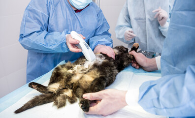 Veterinary surgeon is preparing cat for neutering surgery.