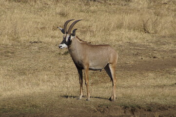 Female Roan antelope (Hippotragus equinus) next to a waterhole in Mahango Game reserve, Namibia.