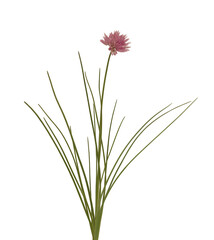 Fototapeta na wymiar Chives fresh leaves with flower plant isolated on white background. Healthy food botany photo