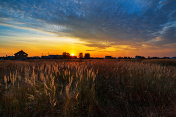 Fototapeta na wymiar Summer sunrise in the field. Rustic landscape.