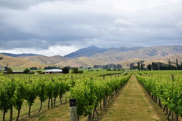 Fototapeta na wymiar Vineyards near Blenheim in Marlborough wine country, New Zealand