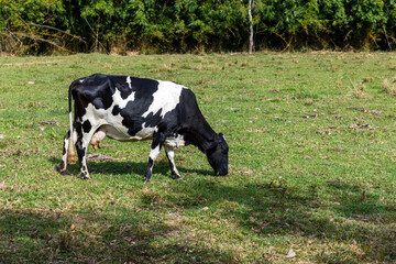 Naklejka na ściany i meble spotted dairy cow on pasture