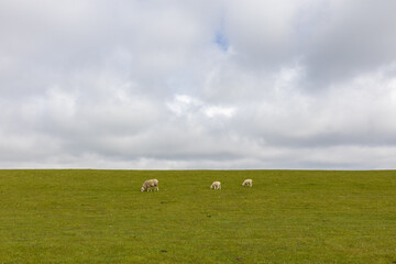 Sheep grazing on a green meadow that runs along the North Sea coast. Close-up of a sheep family with an overcast sky in the background and a green meadow on Sylt. Sheep grazing on a green meadow that 