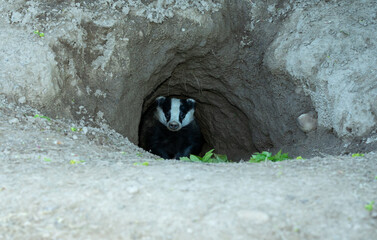 Badger, wild, native, Eurasian badger just about to emerge from the classic D shaped hole of a badger sett.  Facing forward.  Scientific name: Meles Meles.  Space for copy.  Horizontal. - obrazy, fototapety, plakaty