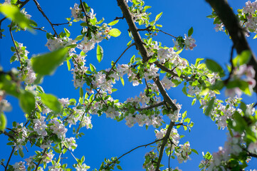 branches of a blossoming apple tree against a blue spring sky