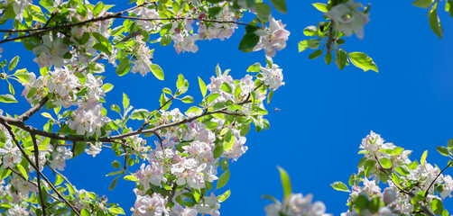 branches of a blossoming apple tree against a blue spring sky