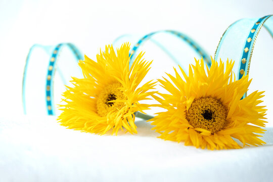 ブルーのリボンとヒマワリのような細い花びらの黄色のガーベラ イエロースパイダー の花束 Stock Photo Adobe Stock