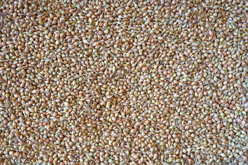 Onions for sowing in the fields in the spring, clean ecological organic food, background