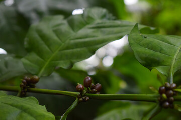 Coffee beans growing on the tree 