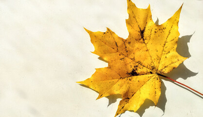 autumn maple leaves background wallpaper
