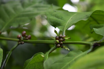 Coffee beans growing on the tree