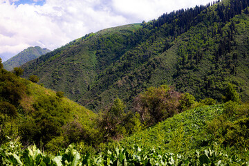 landscape with trees and clouds