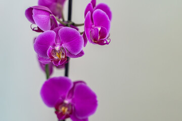 Purple Orchids Flower white background.