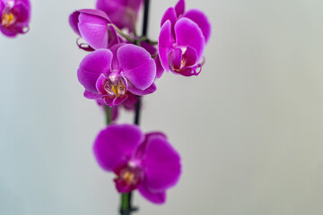Fototapeta na wymiar Purple Orchids Flower white background.