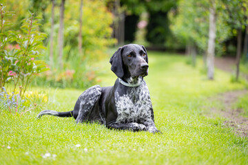 German Shorthaired Pointer lying on the grass. Hunting dog.