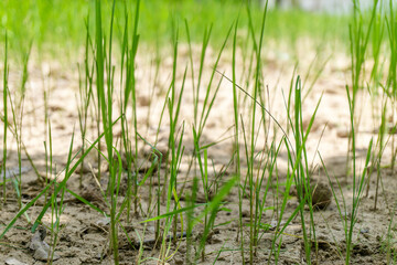 Rice plant Rice fields plantation farm An organic rice farm and agriculture. Young seedling growing rice. agriculture in Asia country Thailand