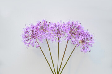 flowering onion