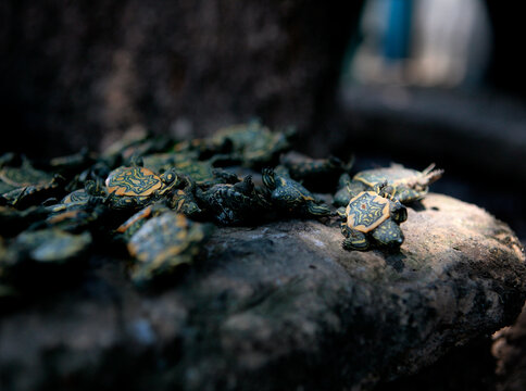 Tortugas salvajes beb&eacute;s que fueron rescatadas de un contrabando