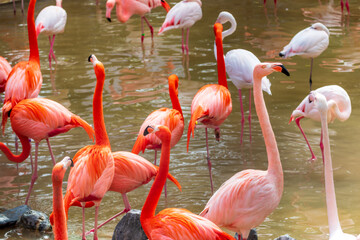 池にあつまるたくさんのフラミンゴ