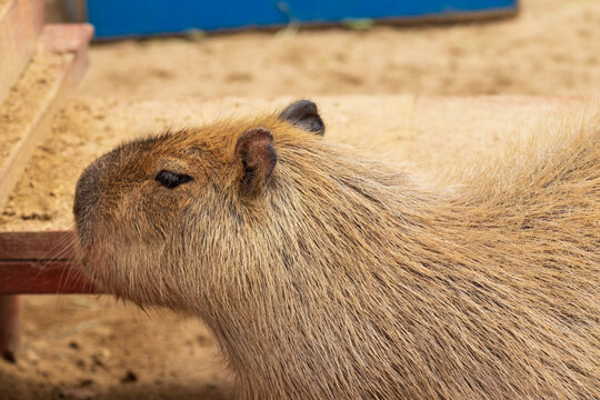 4 1 Best かわいらしい Images Stock Photos Vectors Adobe Stock