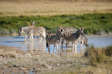 Fototapeta na wymiar Plains zebras drinking in a waterhole
