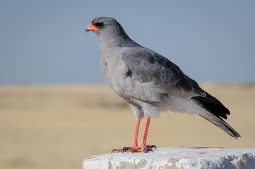 Pale chanting goshawk