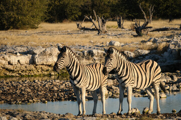 Fototapeta na wymiar Plains zebras in the golden light