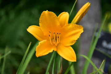 A yellow daffodils in the garden