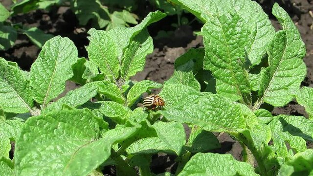 Colorado potato beetle eating green potato leaves on a sunny day