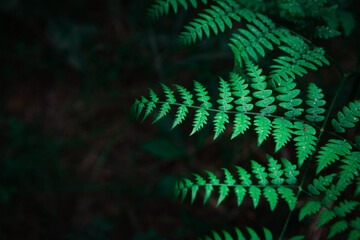 Ferns in the forest, Belarus. Beautiful ferns leaves green foliage. Close up of beautiful growing ferns in the forest. Natural floral fern background in sunlight.