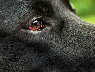 Black Labrador Close Up of the Eye