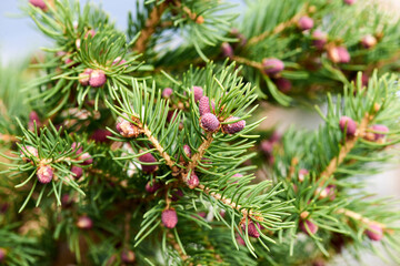 close-up of green needles on a brown spruce branch