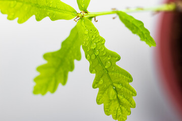 Young oak leaves close up. Juicy green leaves in drops of water
