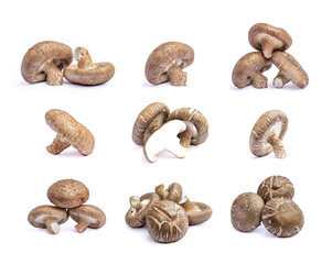 Collection of shiitake mushroom isolated on White background
