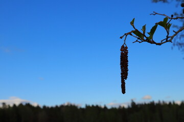 Evening photo of a Swedish landscape. Pollen, catkins, branch and leaves during spring.  Buds. Shade and dark figures. Nice nature. Blurry background. Area for copy space. Stockholm, Sweden, Europe.