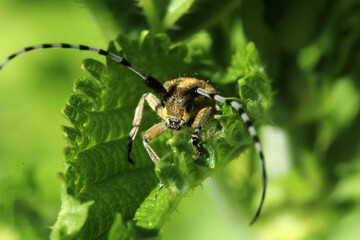 Macro shot of Longhorn beetle (Cerambycidae) on a green leaf. Cerambycidae insects inhabit wild plants.