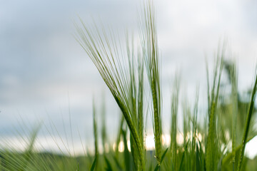Detailaufnahmen von Weizen