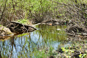 pond in the forest overgrown with branches