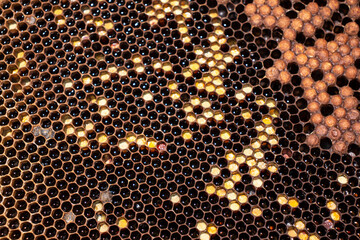 Empty bee frame without honey