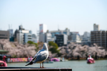 東京都台東区 春の上野公園とユリカモメ