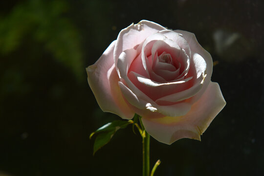 Rose pink