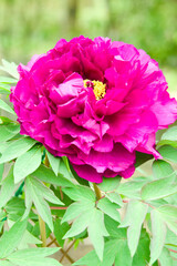The name of this peony is Gosyozakura.
Scientific name is Paeonia suffruticosa.