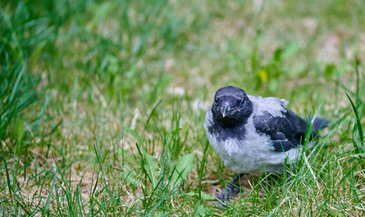 sitting on green grass black and white magpie chick
