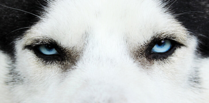 Blue eyes of husky dog, blurry image, close up view. Angry dog. Pets, animals concept.